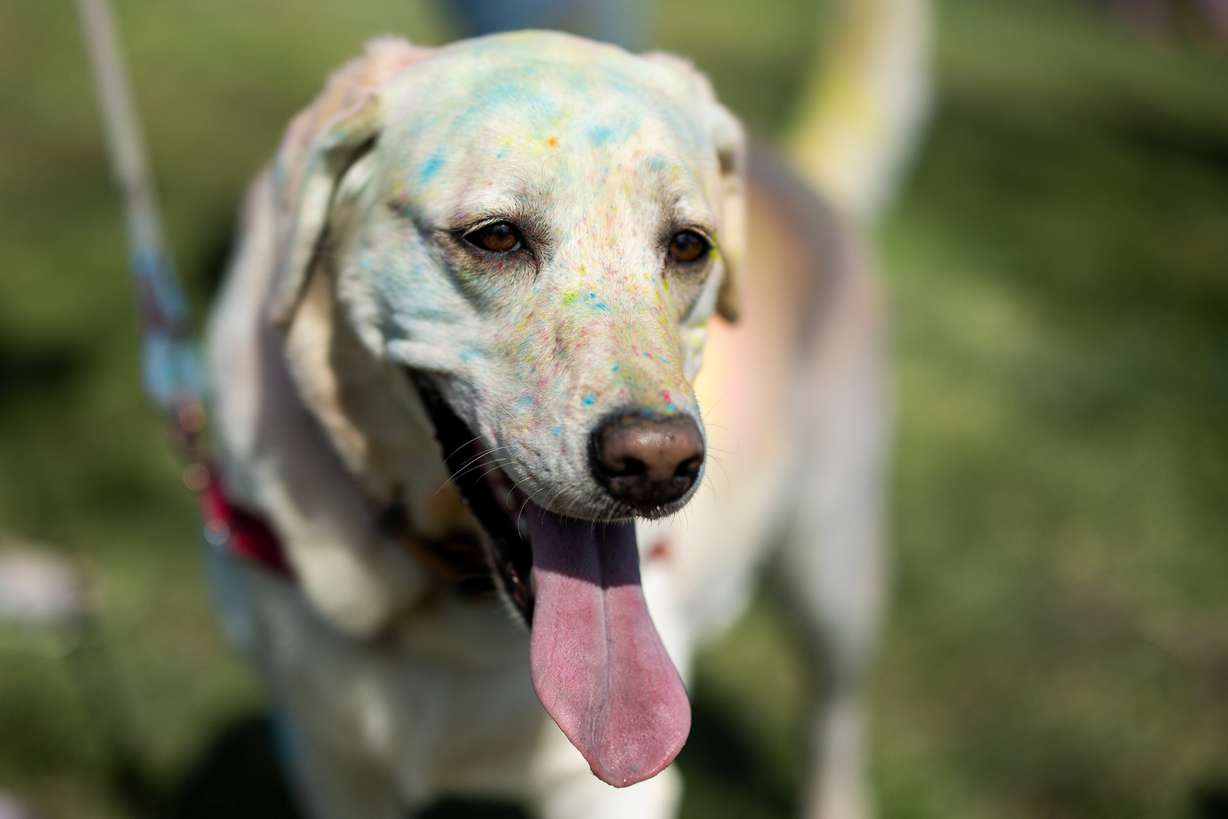 Kiba’s face is speckled with color as people celebrate Holi at the Sri Sri Radha Krishna Temple in Spanish Fork on Saturday.