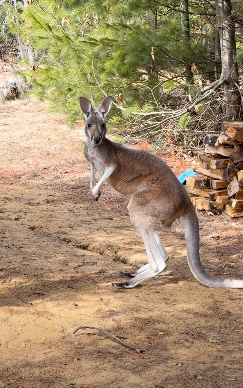 Chesney the kangaroo scales tall fence and flees petting zoo for three days on the lam