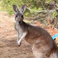Chesney the kangaroo scales tall fence and flees petting zoo for three days on the lam