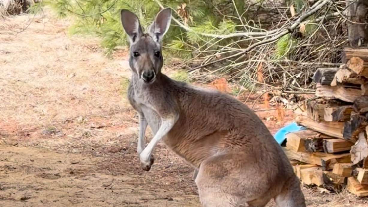 This image made from video provided by Debbie Marland shows Chesney the kangaroo near Sunshine Farm, in Necedah, Wis., Saturday.