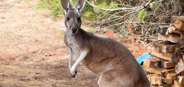 Chesney the kangaroo scales tall fence and flees petting zoo for three days on the lam