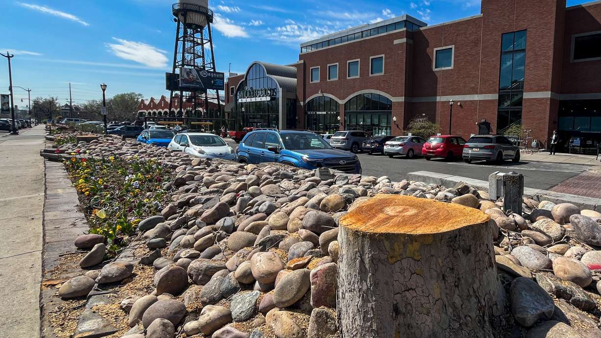 A stump of a London plane tree outside of Trolley Square in Salt Lake City on Saturday. It was one of over a dozen trees removed last week.