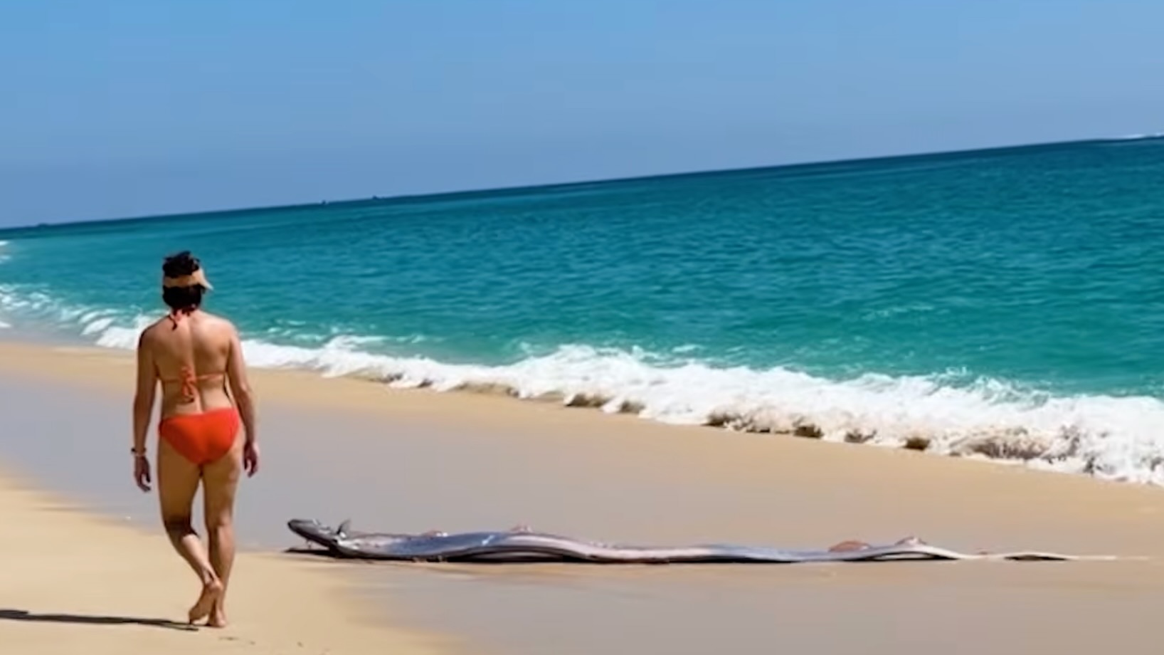 Have You Seen This? Beachgoers encounter long, shimmering 'doomsday' fish