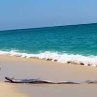 Have You Seen This? Beachgoers encounter long, shimmering 'doomsday' fish