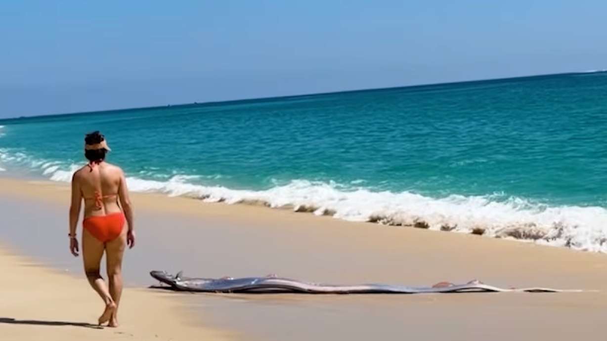 Beachgoers in Cabo San Lucas, Mexico, encountered two shimmering "doomsday" fish and helped one of the stranded creatures back into the ocean in this video posted March 3.