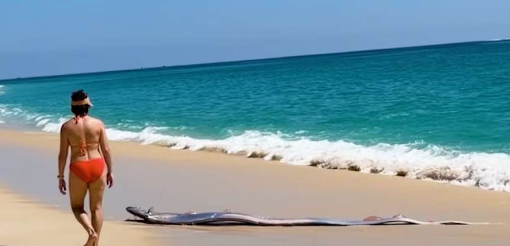Have You Seen This? Beachgoers encounter long, shimmering 'doomsday' fish