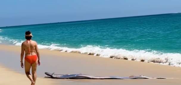 Have You Seen This? Beachgoers encounter long, shimmering 'doomsday' fish