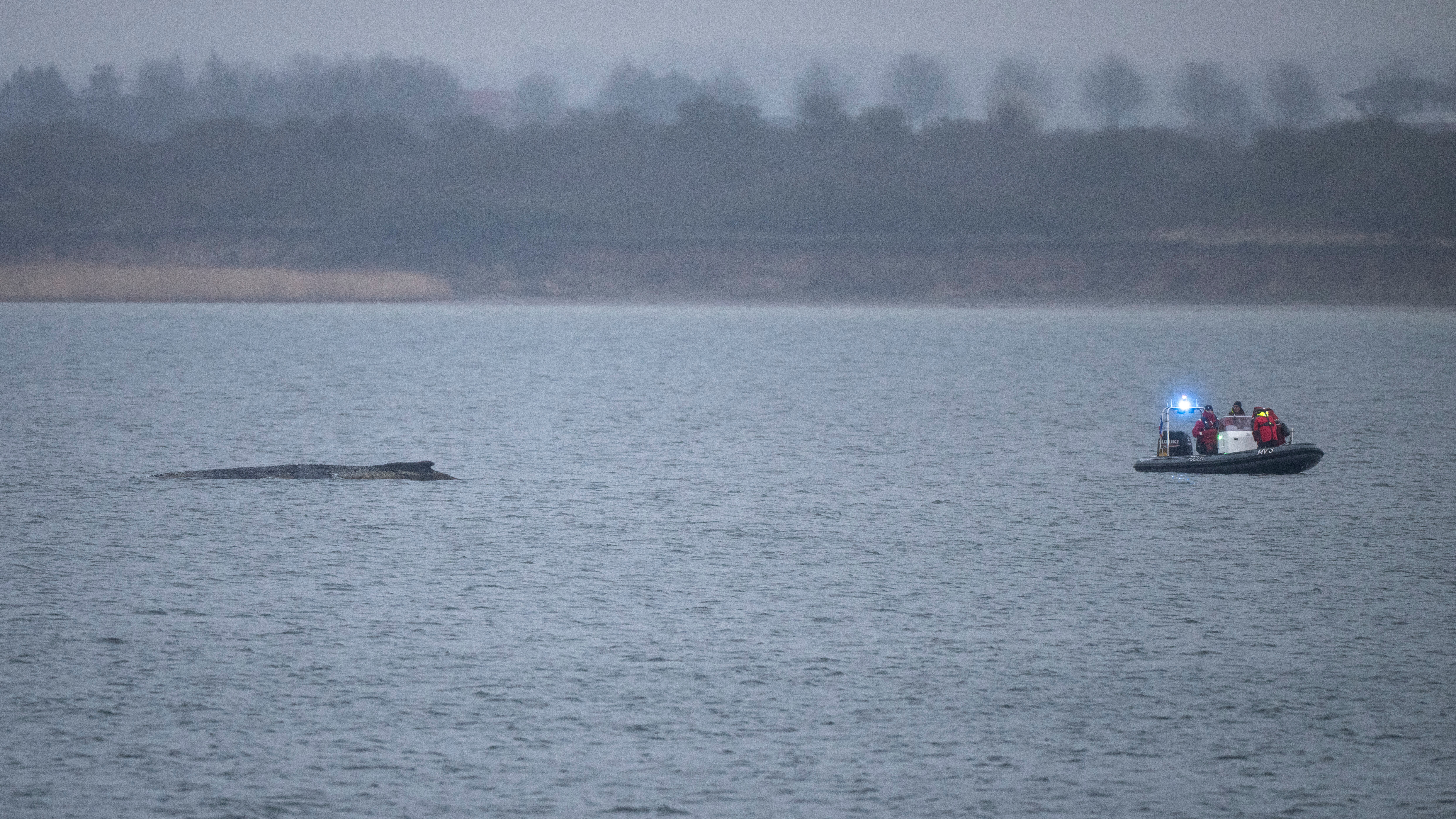 Humpback whale stranded again as its odyssey off the Baltic Sea coast stretches on