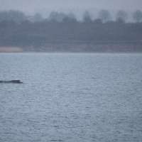 Humpback whale stranded again as its odyssey off the Baltic Sea coast stretches on