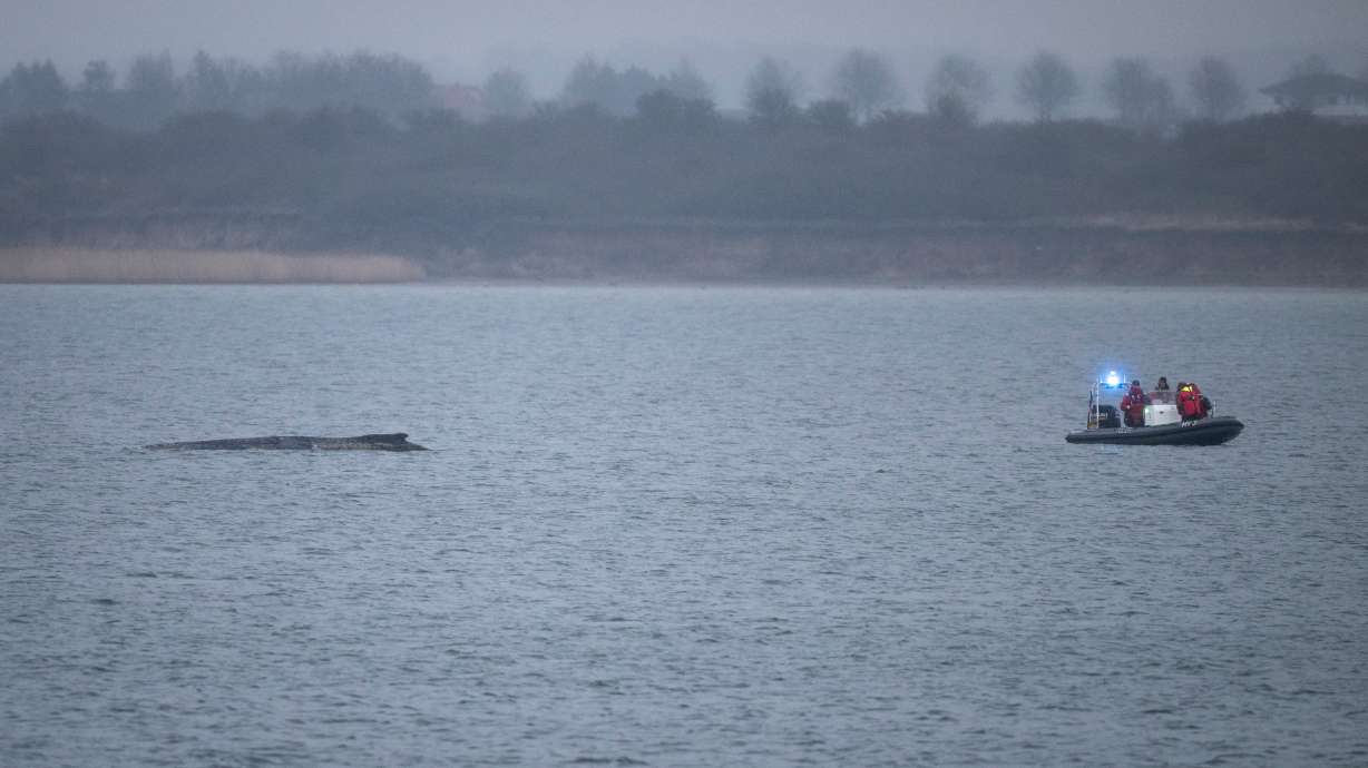 A police inflatable boat approaches a humpback whale lying in the Bay of Wismar, Germany, Monday.