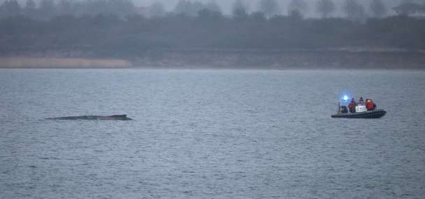 Humpback whale stranded again as its odyssey off the Baltic Sea coast stretches on