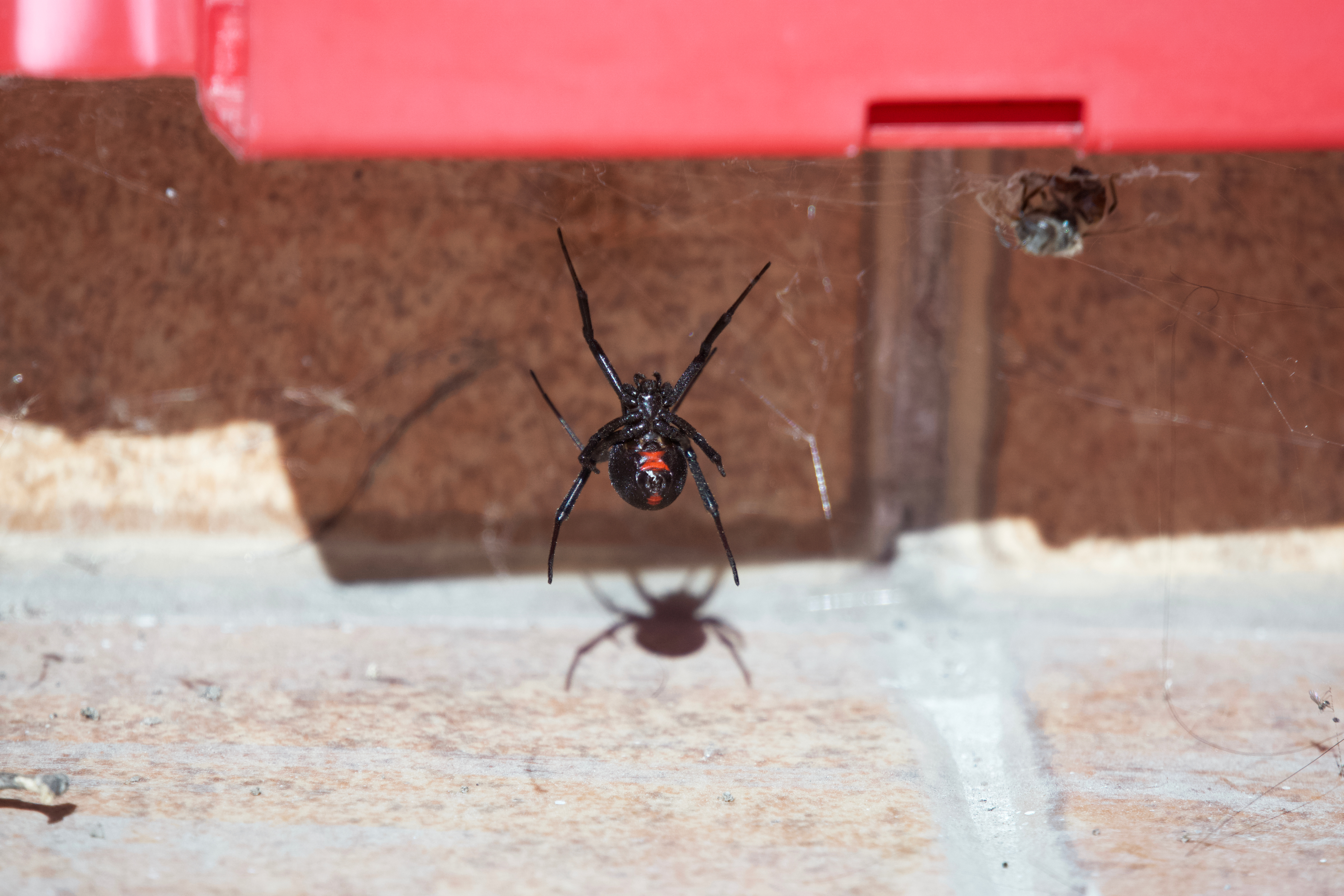 Hidden dangers of ants and spiders in Utah homes: Why prevention matters more than you think