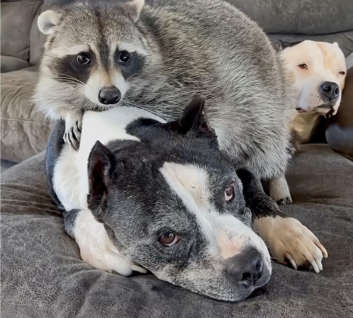 Have You Seen This? Domestic raccoon won't stop waking up dog 