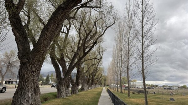 UDOT pauses Ephraim tree removal after concerns raised