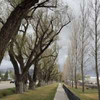 UDOT pauses Ephraim tree removal after concerns raised