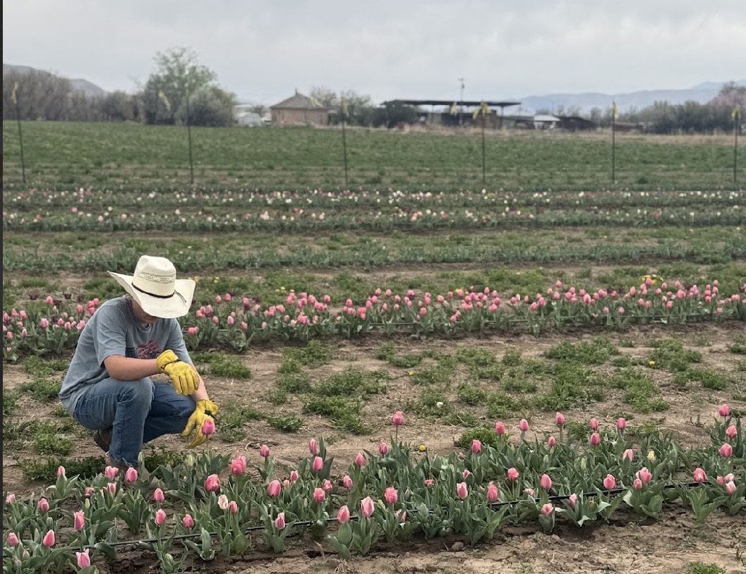 Spanish Fork farm holds U-pick tulip festival to give locals springtime farm experience