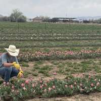 Spanish Fork farm holds U-pick tulip festival to give locals springtime farm experience