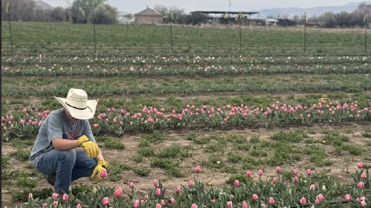 Legacy Farms in Spanish Fork is holding a U-pick tulip festival where people can come and pick their own tulips from 70 different varieties. The family-owned farm hopes to bring people in to experience farm life in the spring.