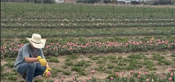 Spanish Fork farm holds U-pick tulip festival to give locals springtime farm experience
