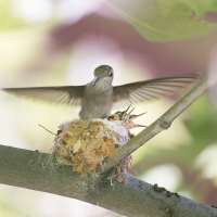 Springtime is here: What to do if you encounter a baby bird on the ground