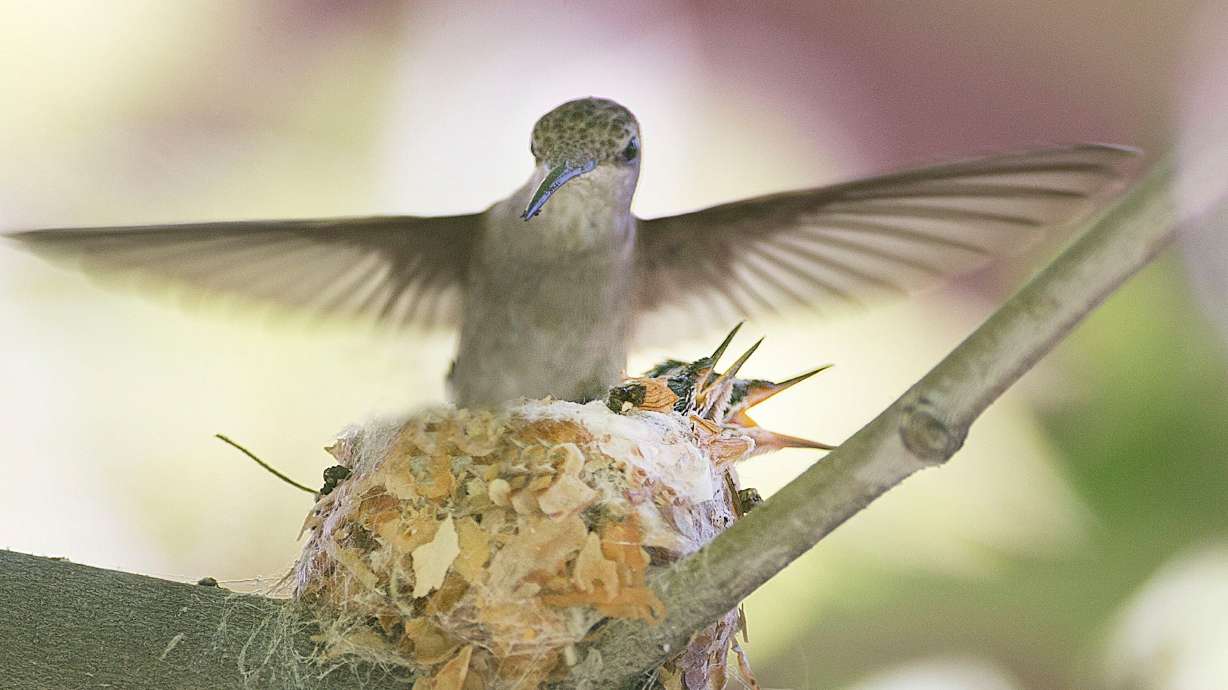 A hummingbird flies to her nest and her two babies in Salt Lake City on July 3, 2017. The Utah Division of Wildlife Resources has some tips if you find a baby bird outside the nest this spring.