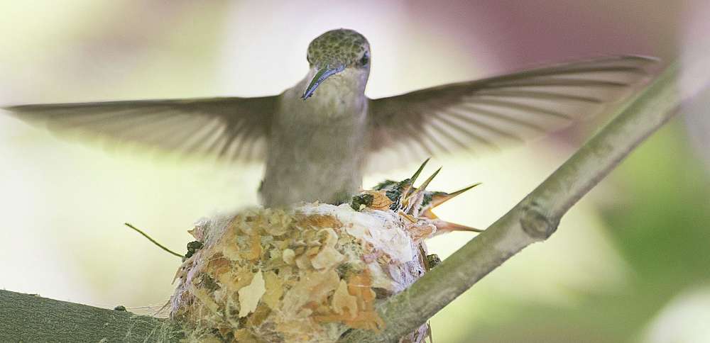 Springtime is here: What to do if you encounter a baby bird on the ground