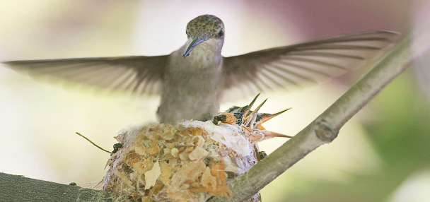 Springtime is here: What to do if you encounter a baby bird on the ground