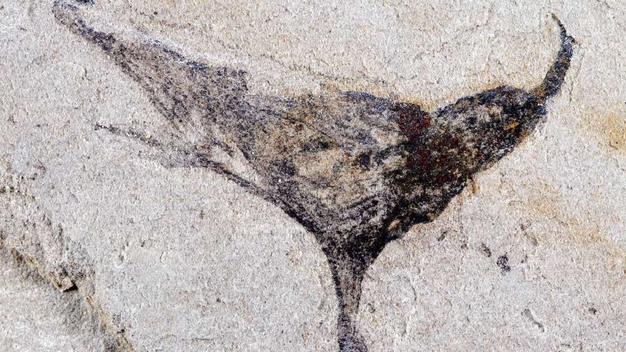 This goblet-shaped fossil from the Jiangchuan Biota in China's Yunnan province is an early species from a group that includes jellyfish, sea anemones and corals.