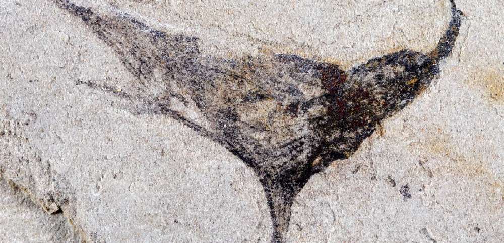 Fossils from China show complex life evolved millions of years earlier than once thought