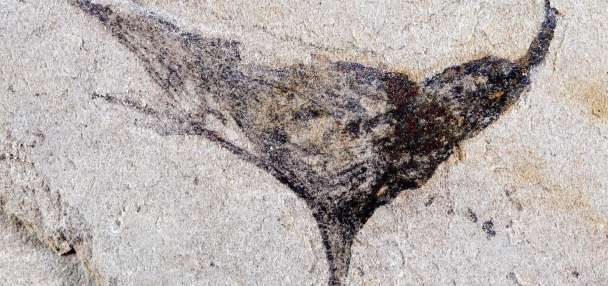 Fossils from China show complex life evolved millions of years earlier than once thought