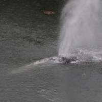 A gray whale that swam 20 miles up a Washington state river is found dead