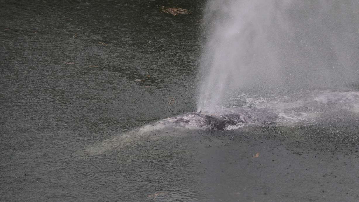 A gray whale swimming in the Willapa River near Willapa Bay, Wash., on Wednesday.