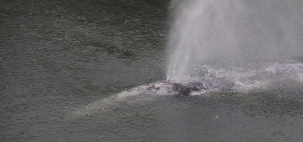A gray whale that swam 20 miles up a Washington state river is found dead