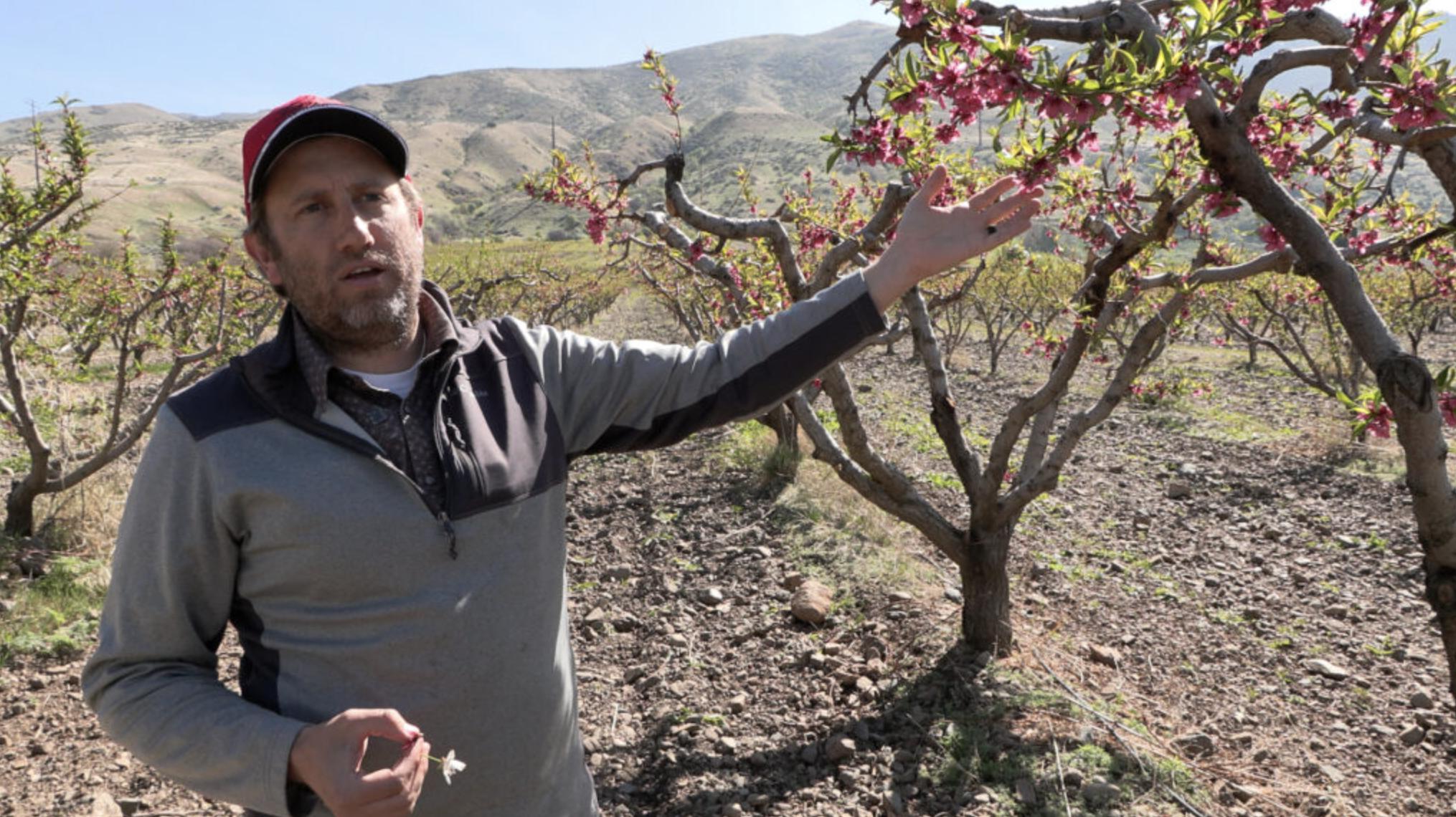 Early peach blossoms make following weeks crucial as farmers prepare for early harvest