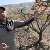 Early peach blossoms make following weeks crucial as farmers prepare for early harvest