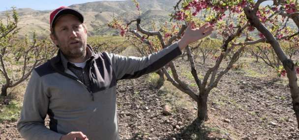 Early peach blossoms make following weeks crucial as farmers prepare for early harvest