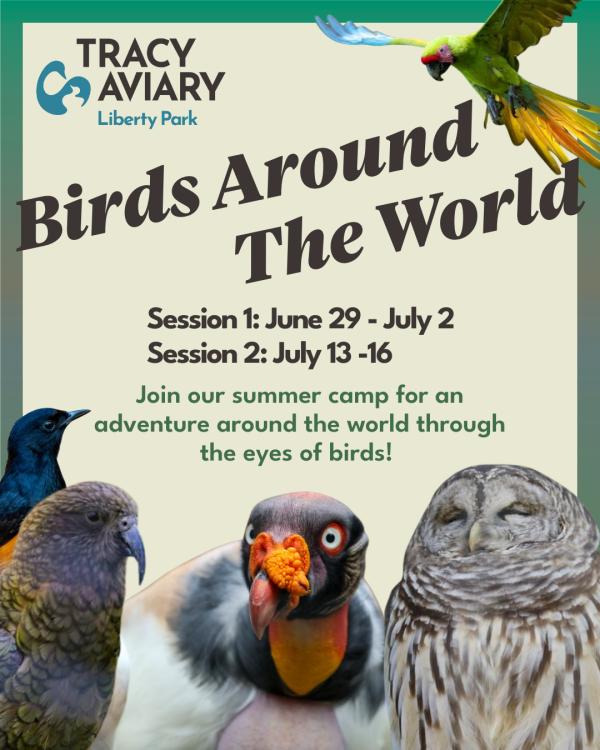 Birds Around the World Summer Camp