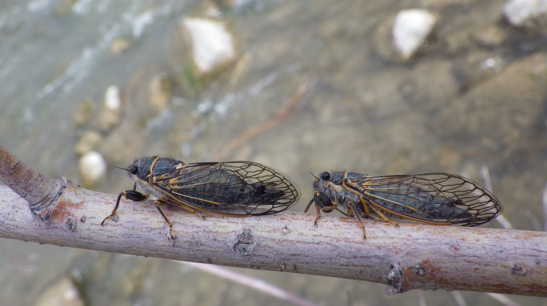 Fish Tech Fishing Tip: How to Fish With Cicadas