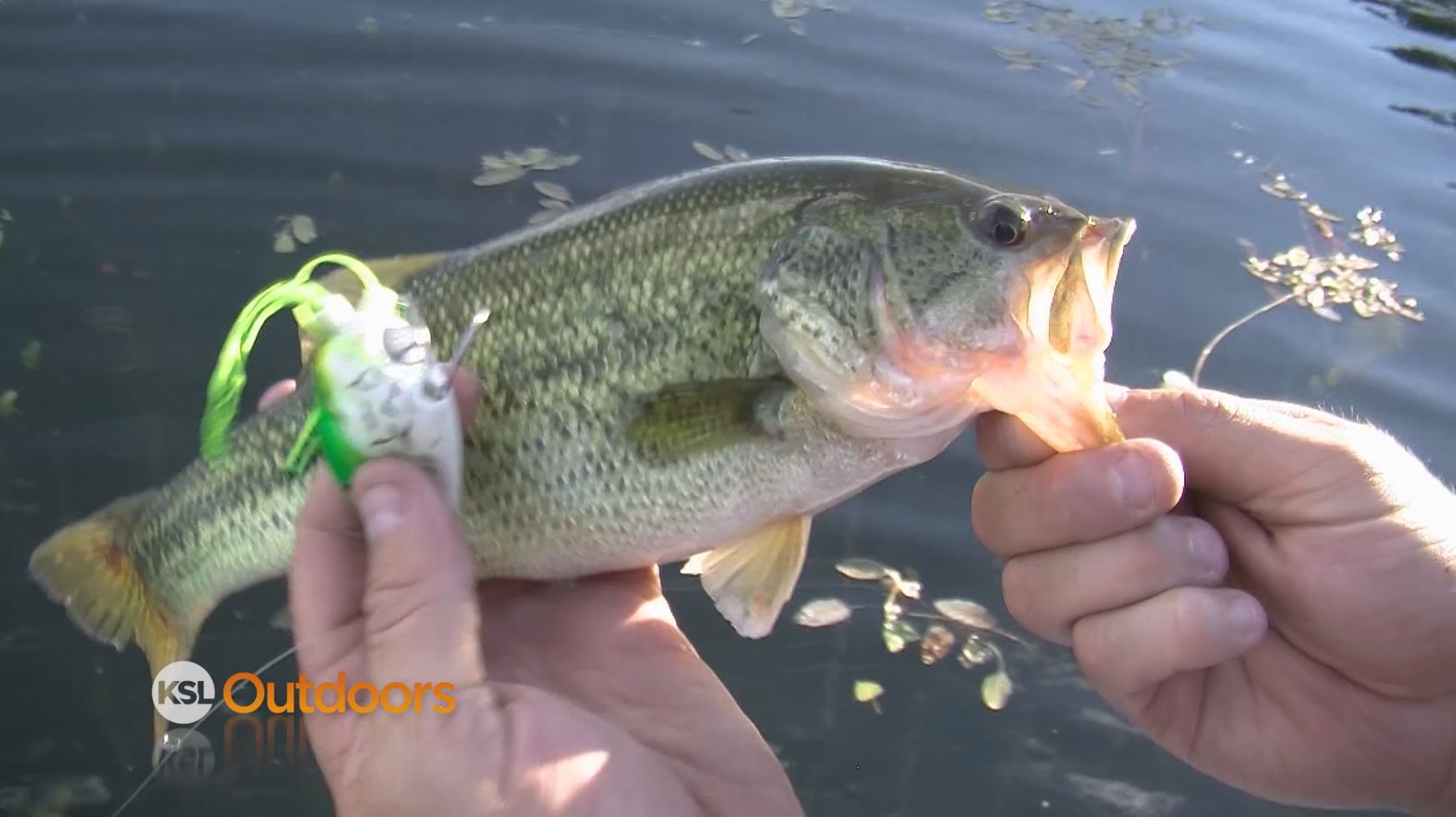 Fish Tech Fishing Tip: How to Fish Topwater