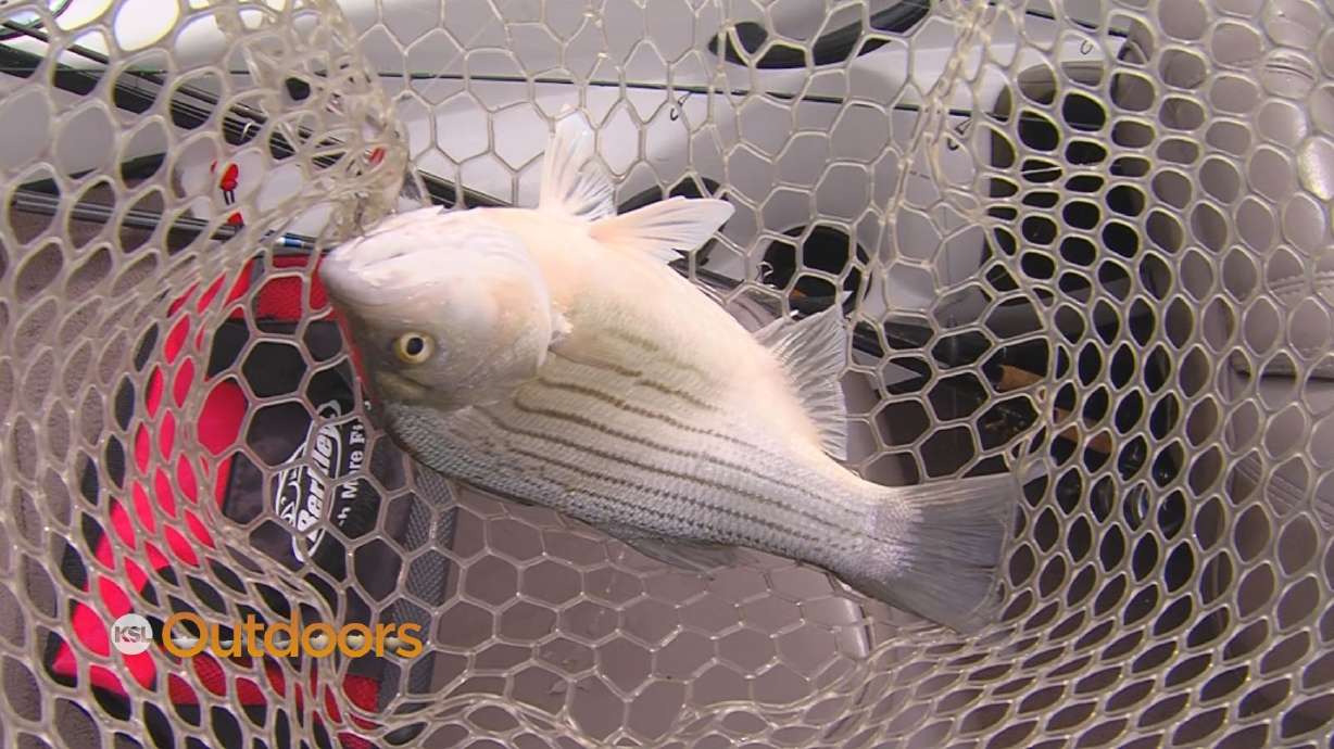 Fish Tech Fishing Tip: Fishing the Wiper Boil