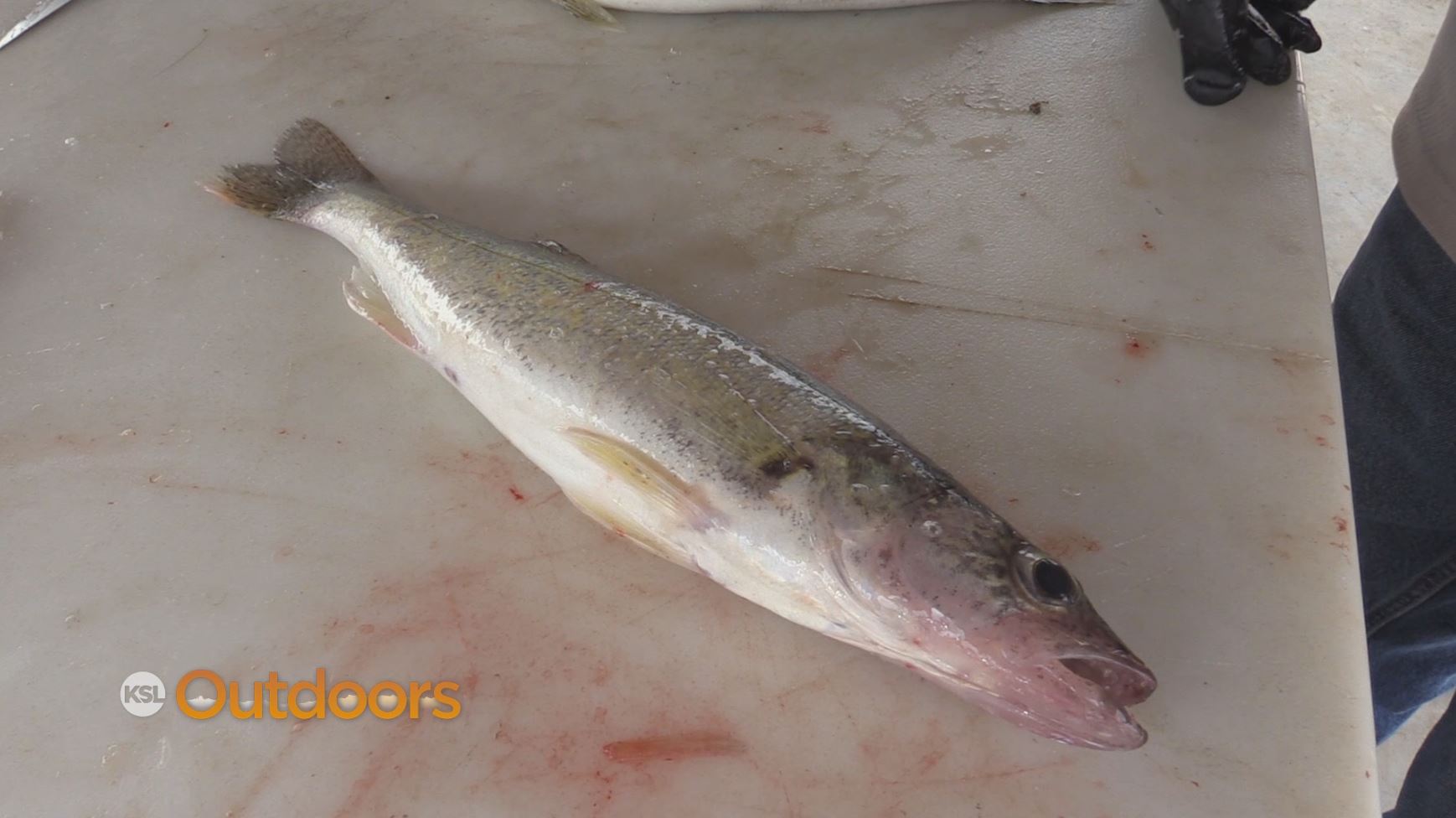 Fish Tech Fishing Tip: How to Filet Walleye