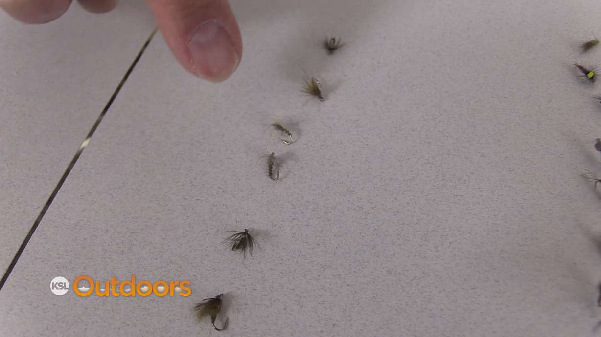 Fish Tech Fishing Tip: The Blue Wings are Here!