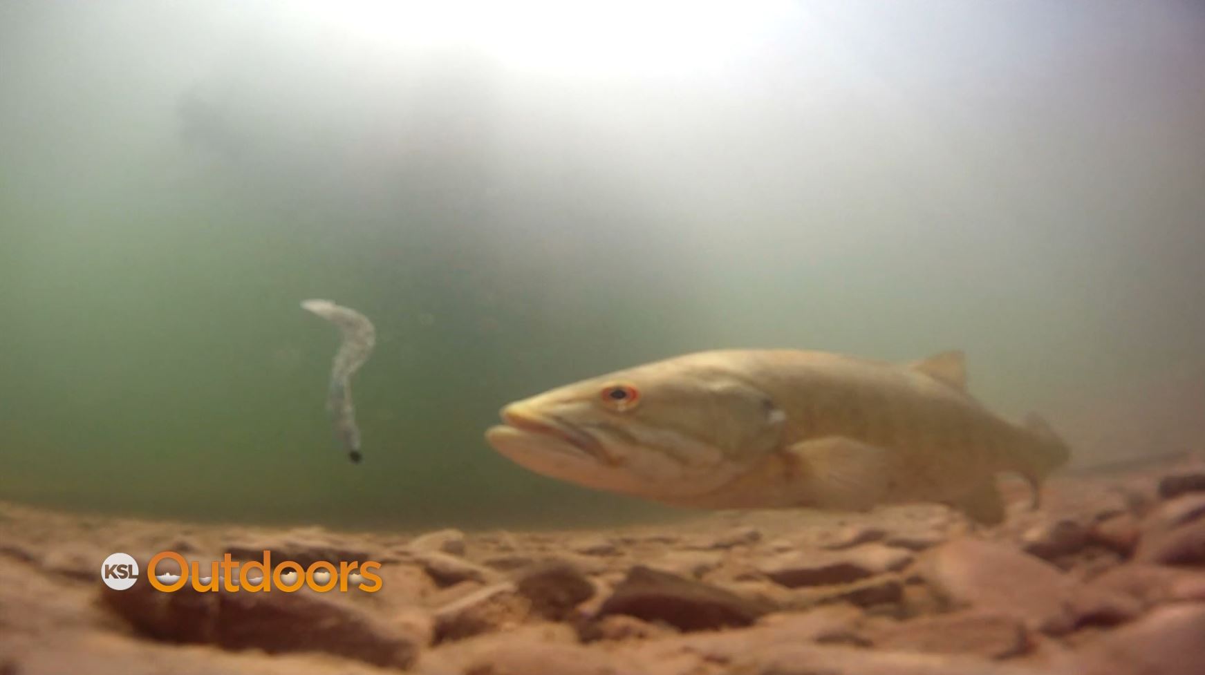 Fish Tech Fishing Tip: How to Bass Fish in One Minute