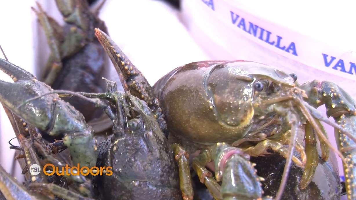 Fish Tech Fishing Tip: How to Catch Crayfish