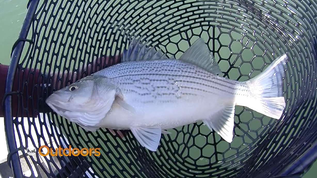 Fish Tech Fishing Tip: Wiper and Smallmouth Fishing in Utah