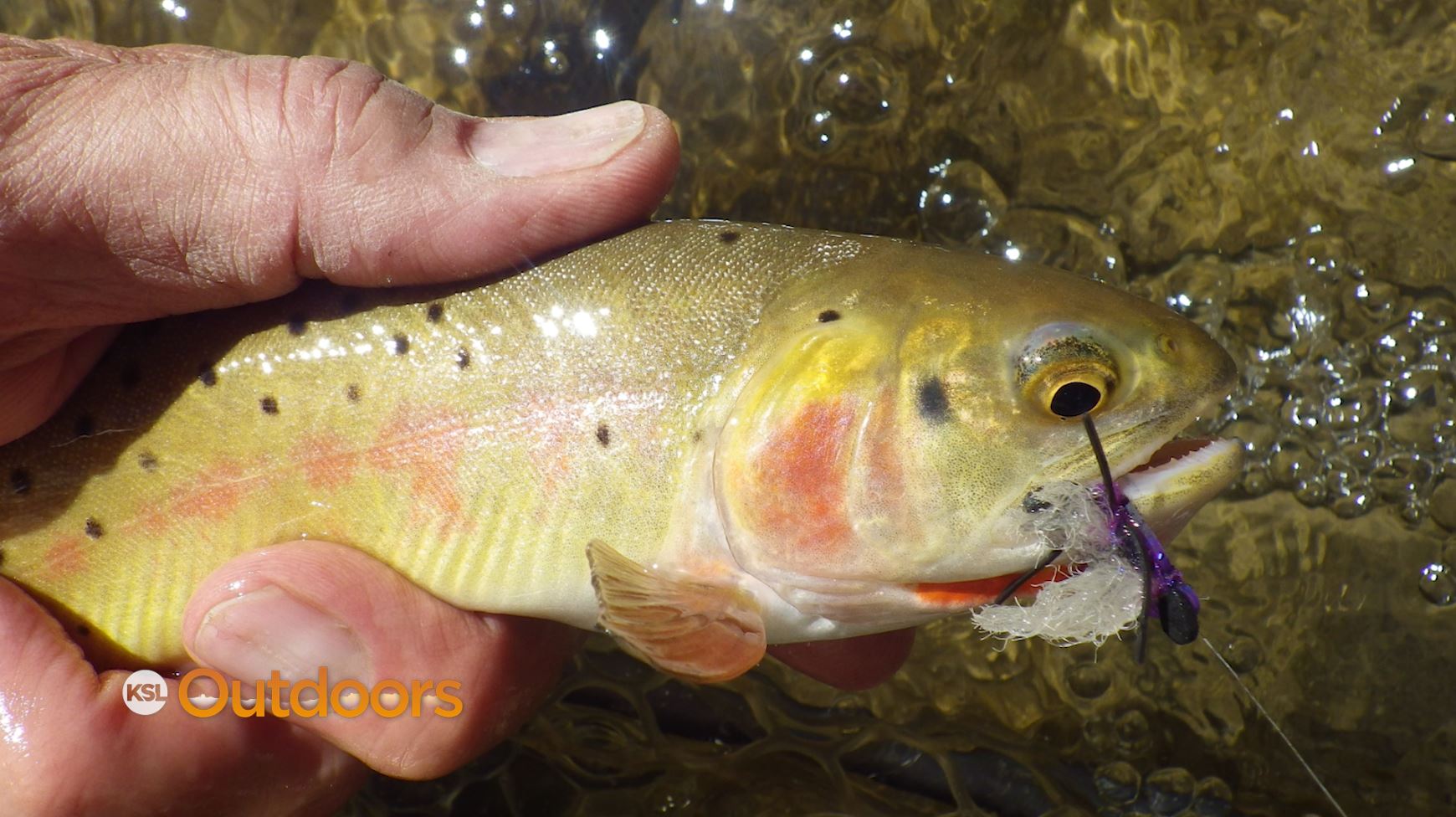Fish Tech Fishing Tip: How to Hide from Fish