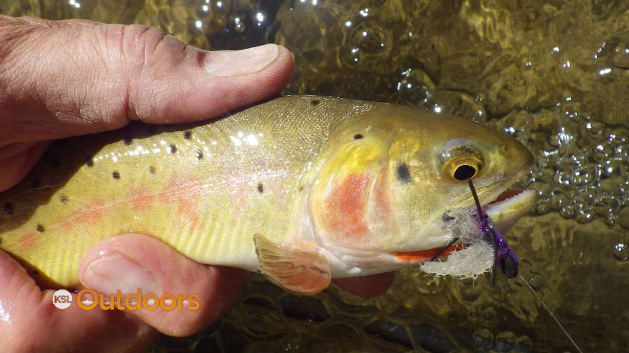 Fish Tech Fishing Tip: How to Hide from Fish