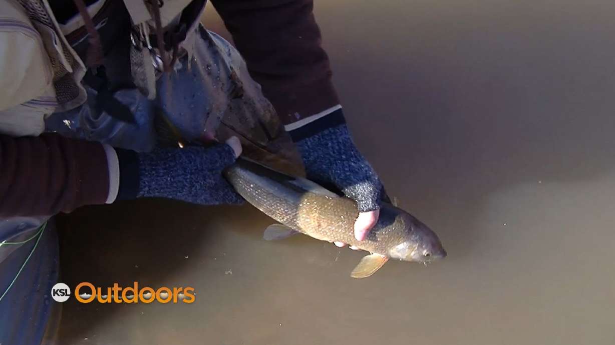 Fish Tech Fishing Tip: How to Catch Whitefish