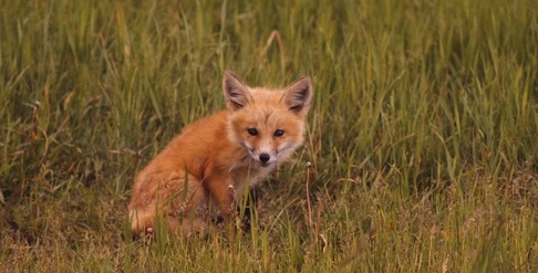 DWR Field Guide - The Kit Fox