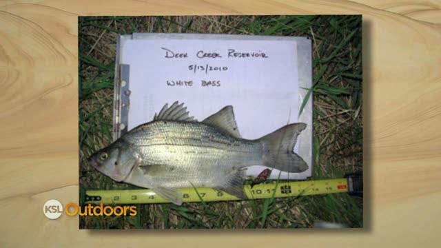 DWR Field Guide - Bucket Biology